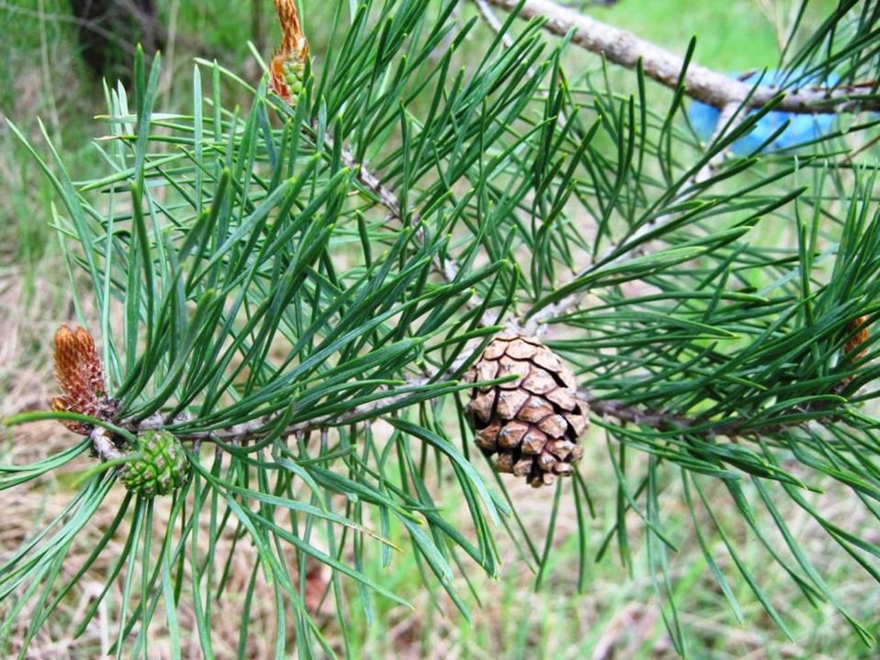 New and old Scots pine cone side by side