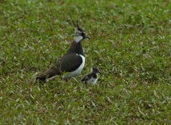 Lapwing: Conservation measures for a ground-nesting birds