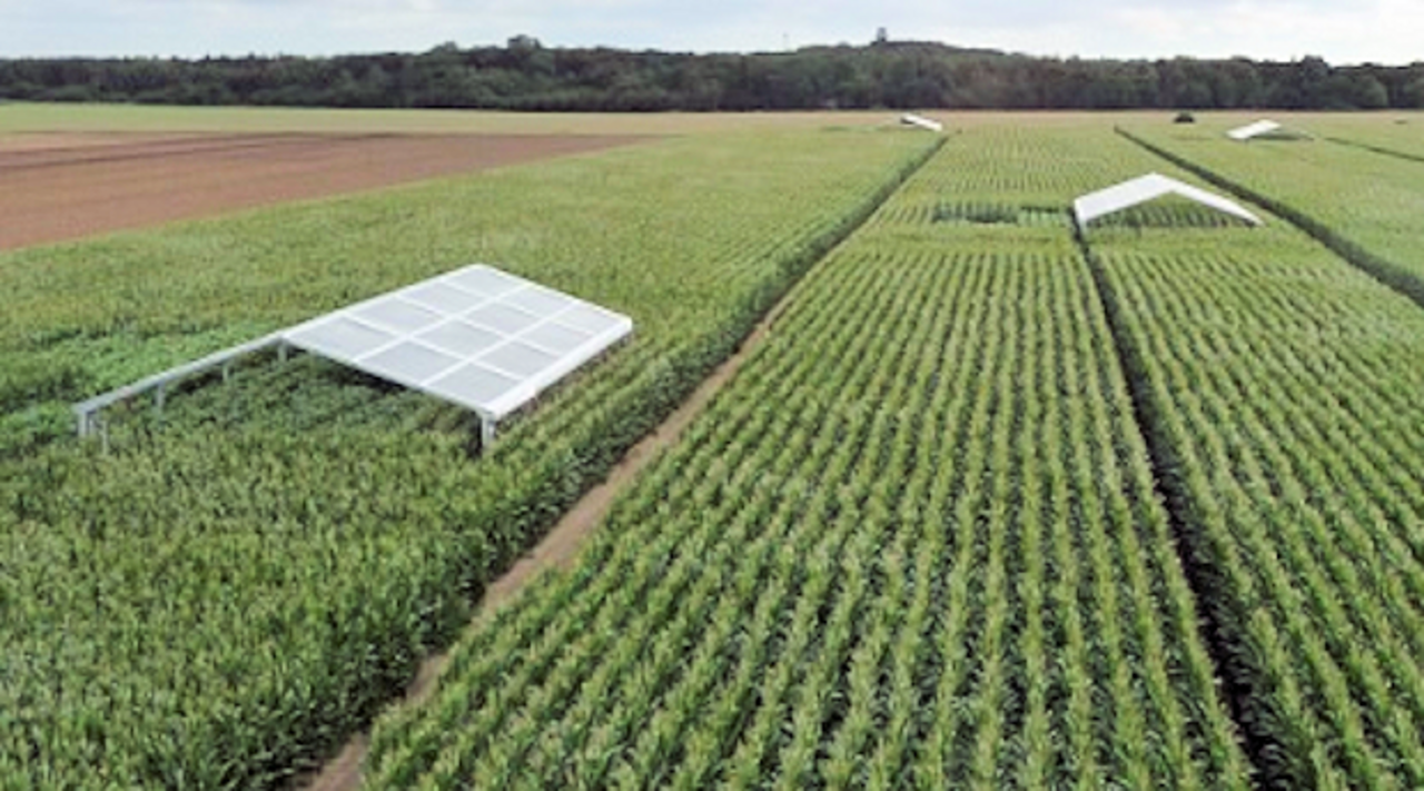 Field installations for rain exclusion to simulate summer-drought in maize and sorghum.