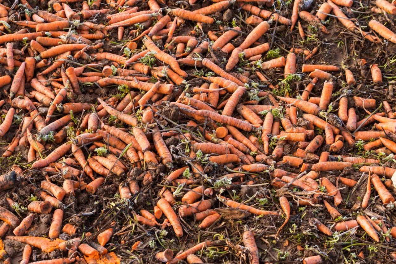 Karotten auf Feld