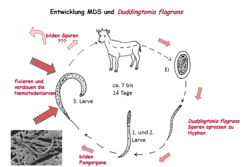 Control of endoparasites by Duddingtonia flagrans
