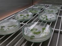 Separate poplar leaves lie on filter paper in glass Petri dishes. The Petri dishes are marked with white labels with green writing.