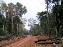 Nachhaltige Naturwaldbewirtschaftung in den Tropen