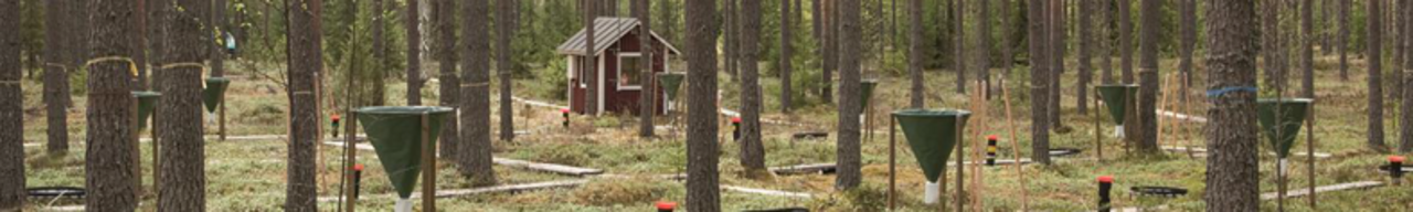 Level II - forest monitoring plot in Finland