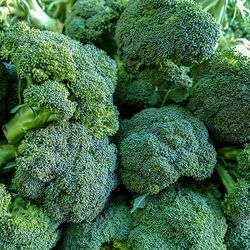 Are new technologies for cauliflower and broccoli production going to prevail?