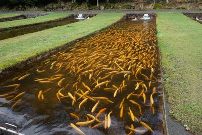 Forellen in einem Fließwasserbecken