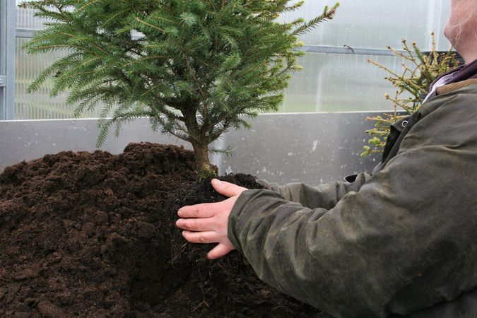 On the right side of the picture there is a person in an olive green jacket holding a ball of earth of a conifer with his hands.