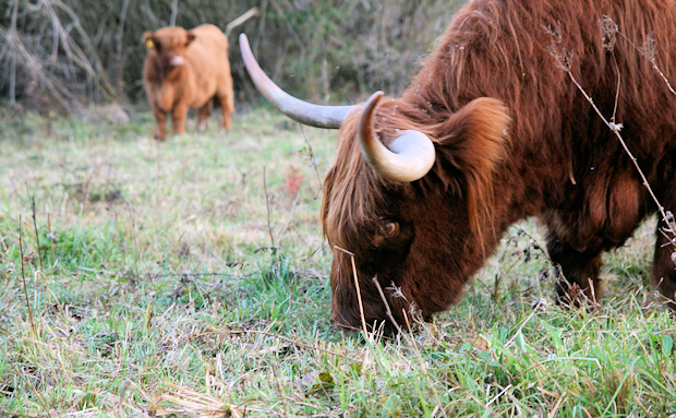 Extensive Highland cattle grazing on prganic Soils