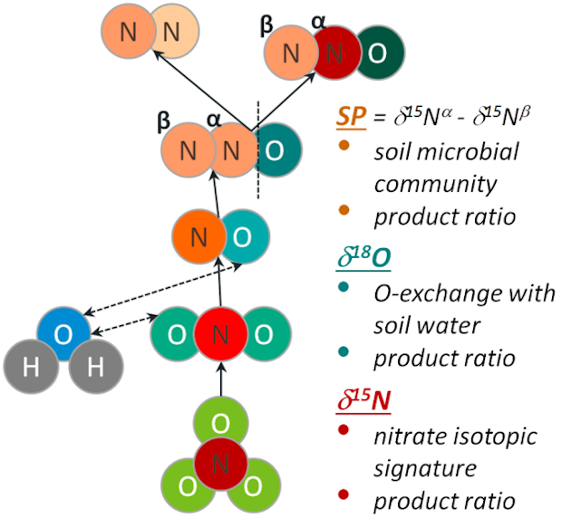 Denitrification steps controlling isotopic signatures of N2O fluxes (δ18O, δ15N, SP) which are taken into account in the N2O isotopic fractionation method.