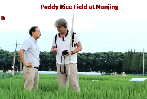 Field site at Nanjing (left Prof. Yan, right Dr. Well) (b)