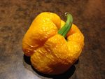 Eine verschrumpelte gelbe Paprika