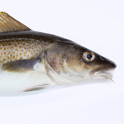 Western Baltic cod: offspring production remains extremely variable