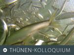 Foto zum Thünen-Kolloquium: Unterwasseraufnahme von Heringen im Fangnetz