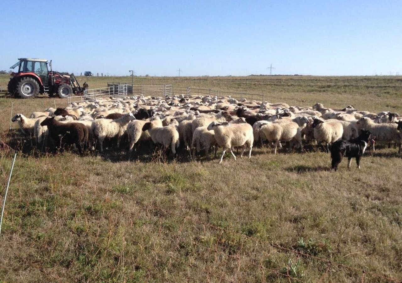 Schafhaltung in Deutschland