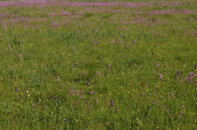A lean, flowering FFH hay meadow with, among other things, orchids.