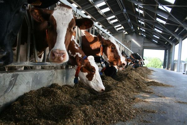 Fütterung von Kühen im Stall