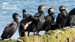 KOMODO - Abschätzung kormoranbedingter Sterblichkeit beim Westdorsch