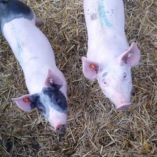 Zwei Ferkel von oben stehen auf Stroh und blicken in die Kamera