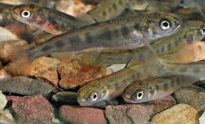 Detailaufnahme: junge Regenbogenforellen auf Kies