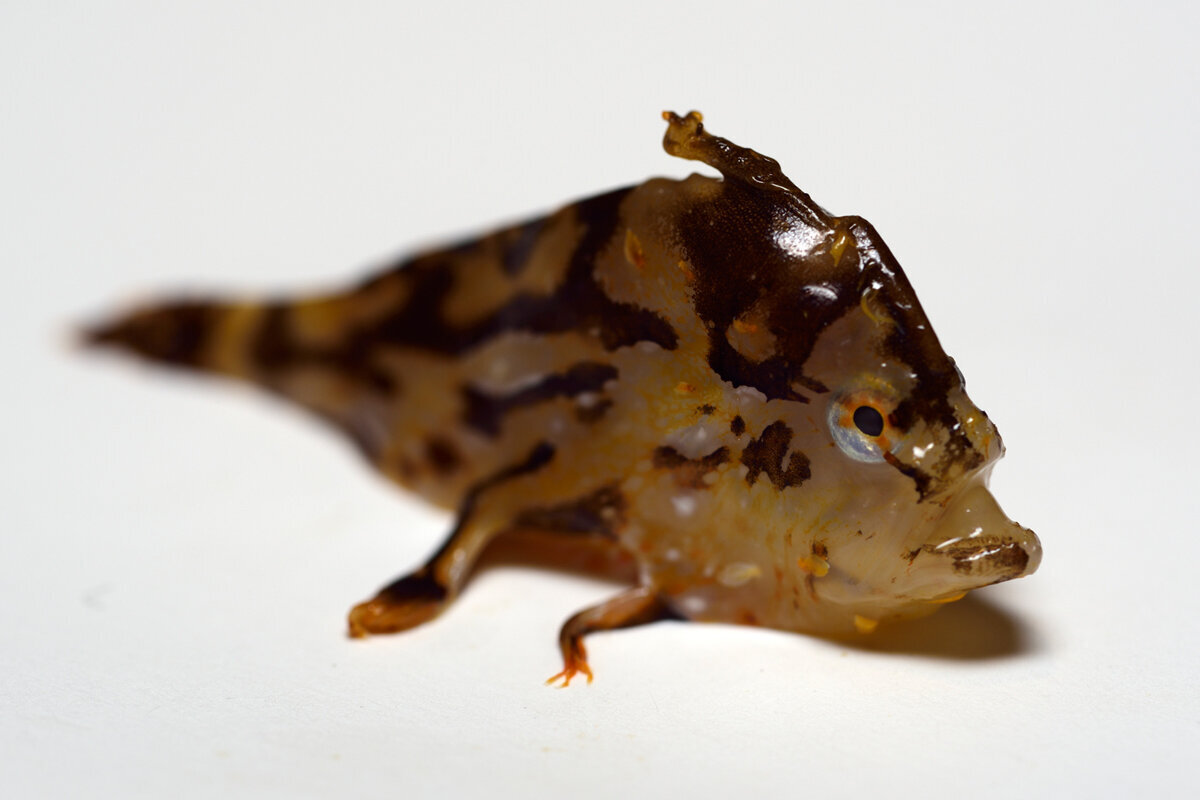 Der Sargassofisch Histrio histrio.