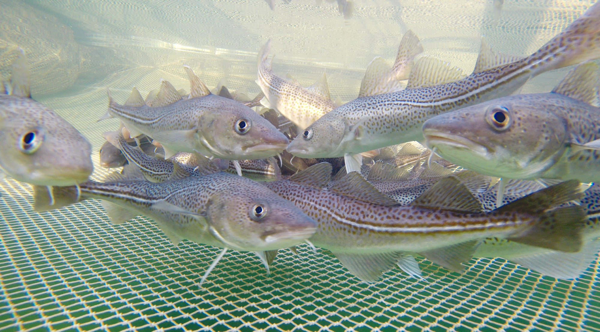 Junge Dorsche schwimmen nah beieinander im Netzkäfig unter der Wasseroberfläche.