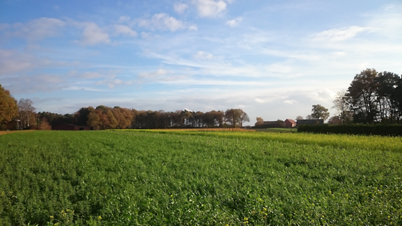 Zwischenfruchtanbau in Niedersachsen