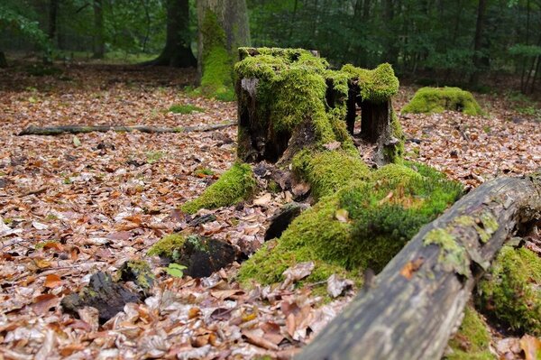 Ein moosbewachsener Baumstumpf im Wald