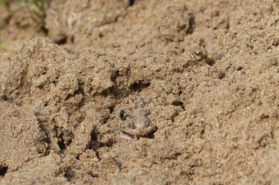 Aufgrund ihrer versteckten Lebensweise sind Knoblauchkröten schwer zu finden. Diese Jungkröte ist gerade dabei, sich nach dem Aussetzen in den Sand einzugraben. 