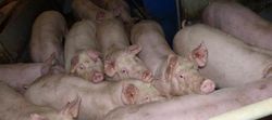 Produktionskosten Schweinefleischerzeugung