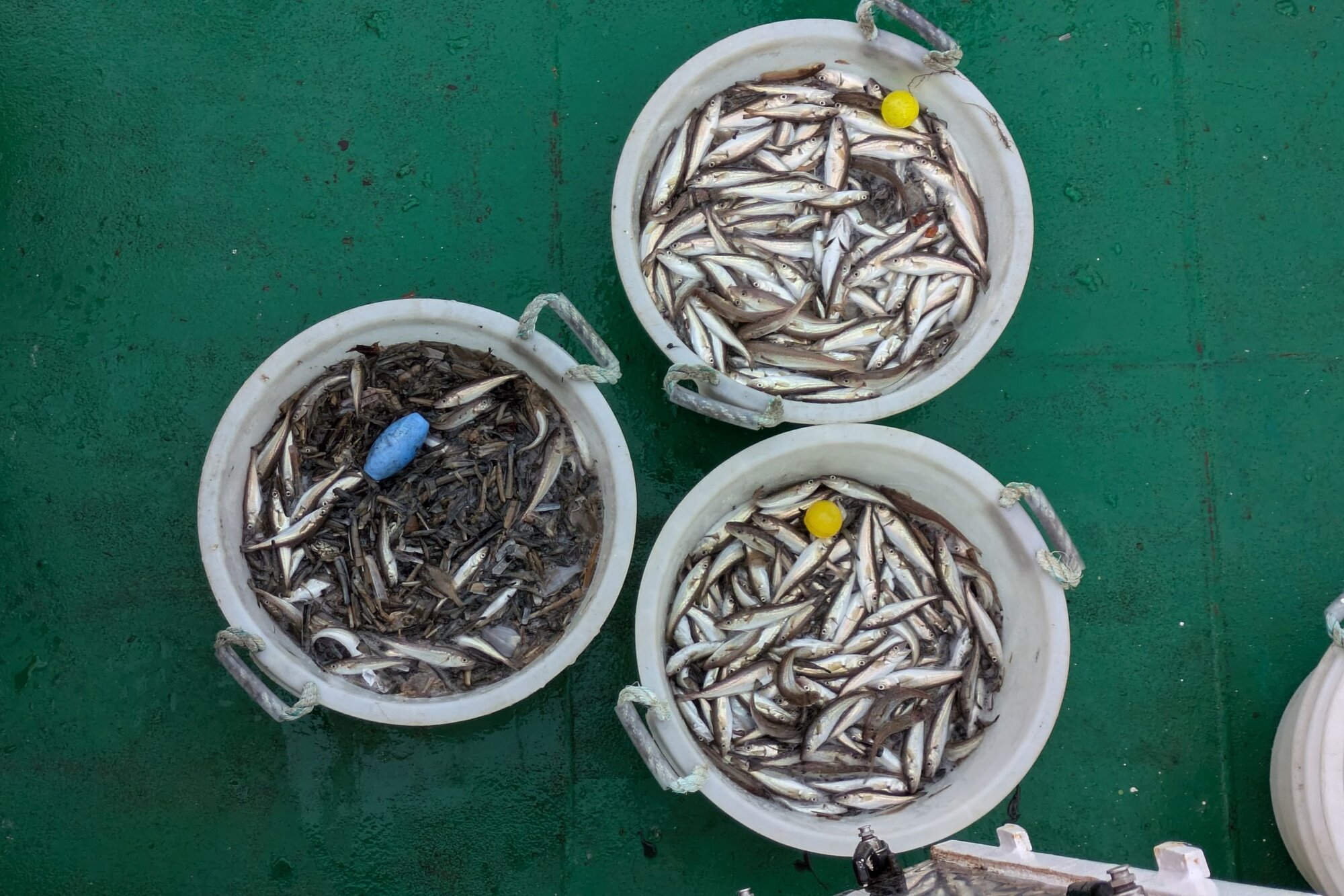 Fänge des 20 mm KingGrids mit der blauen Kugel, die Fänge des Siebnetzes haben gelbe Kugeln. Drei Plastikwannen, zwei haben gelbe Kugeln und viel Wittling eine hat eine blaue Kugel und wenig Wittling.