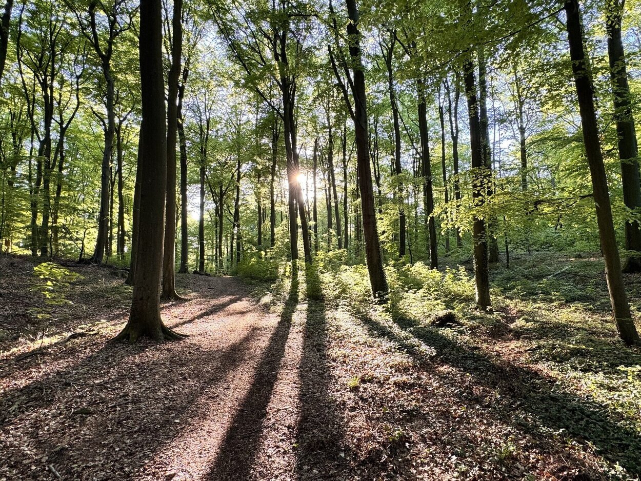 Ein Sonnenstrahl fällt durch idyllische Waldszenerie.