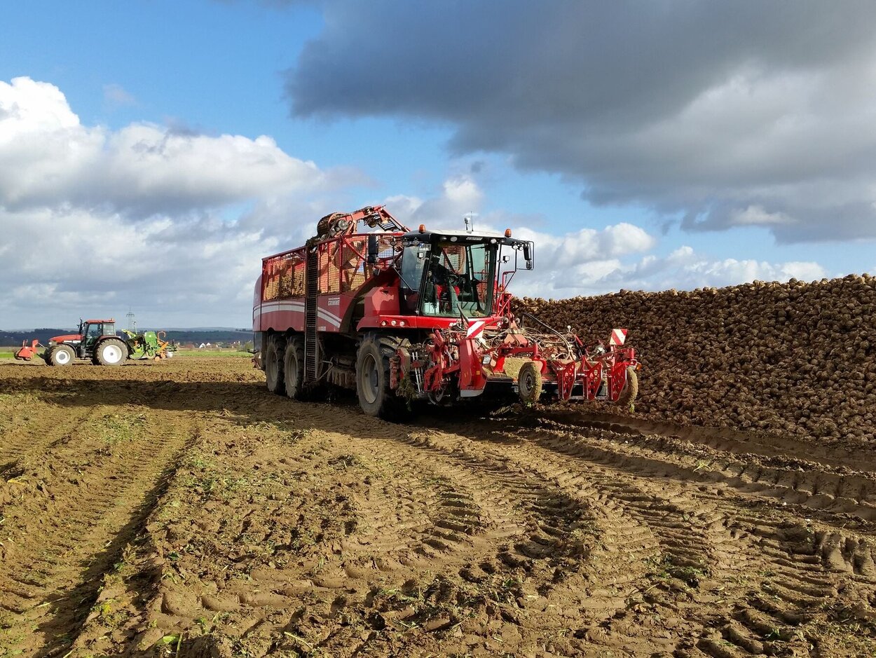 Ein schwerer Rübenroder fährt auf einer Ackerfläche.