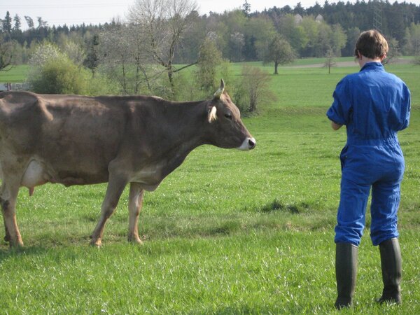 FiBL Braunviehkuh und Person auf der Weide