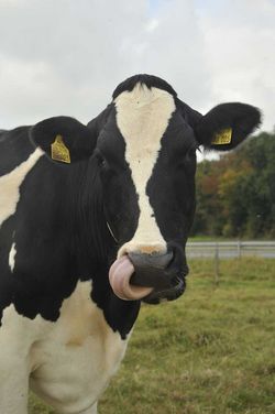 Welfare friendly dairy farming – towards a  result-oriented measurement and support