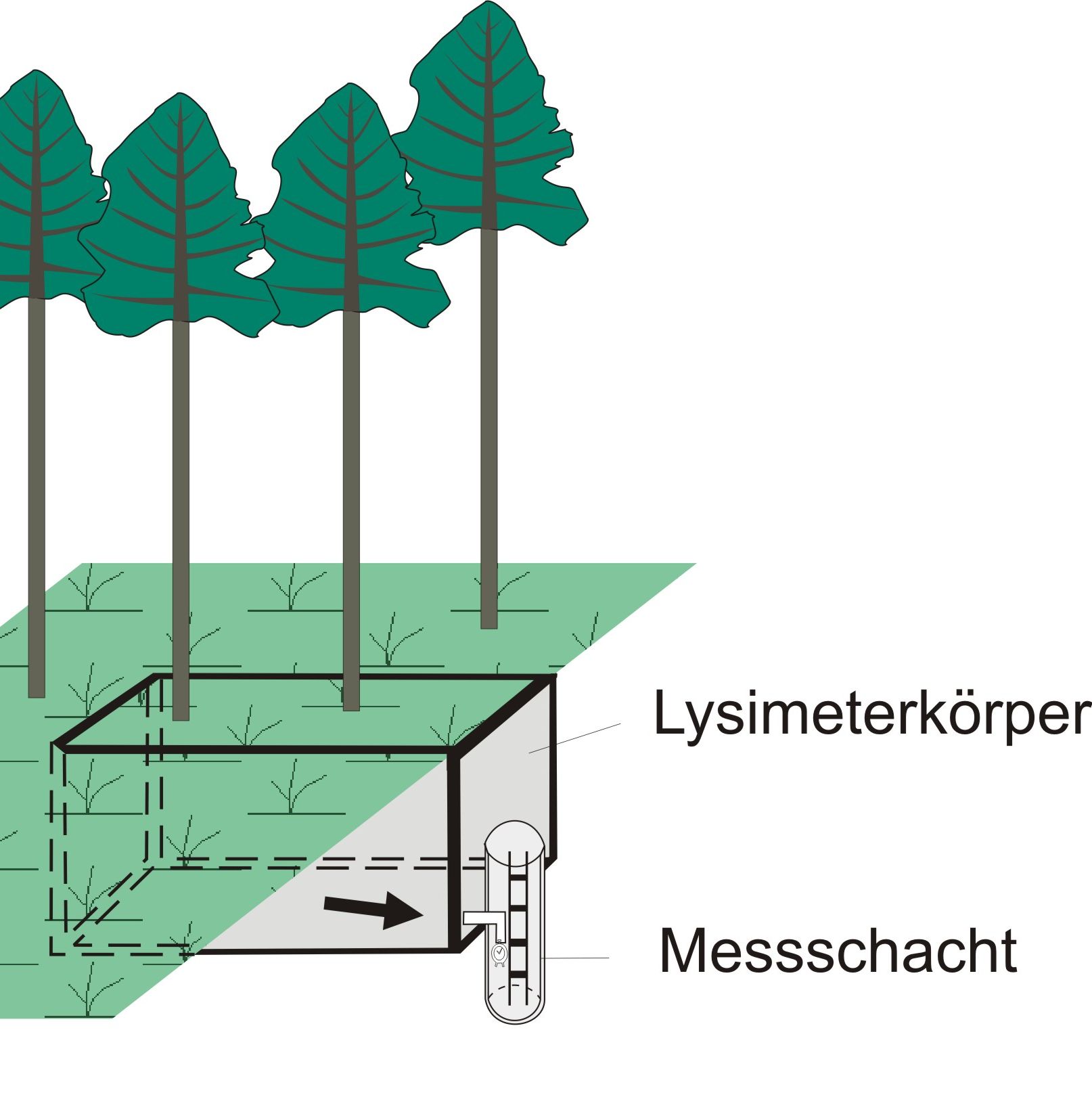 Schemazeichnung eines mit Bäumen bewachsenen Großlysimeters