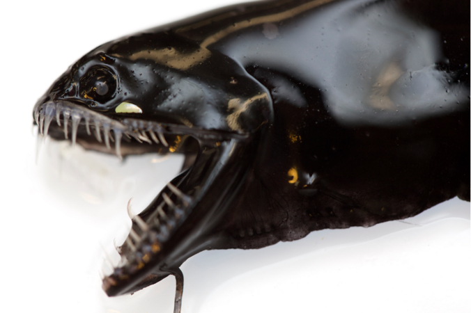Kopf eines schwarzen Fisches (Familie Stomiidae, Drachenfische) mit weit geöffnetem Maul und langen, spitzen Zähnen.