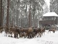Rotwildfütterung im Mittelgebirge