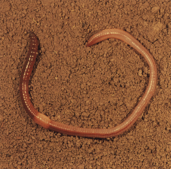 Regenwurm (Lumbricus terrestris)