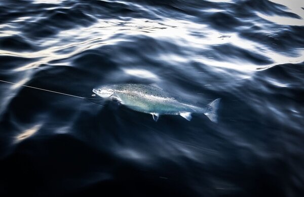 Ein LAchs im Wasser hängt an einer Angel