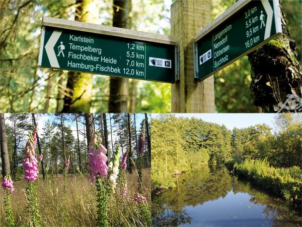 A collage shows a sign for hiking trails, pink and white flowering foxglove in a clearing, and a floodplain forest.
