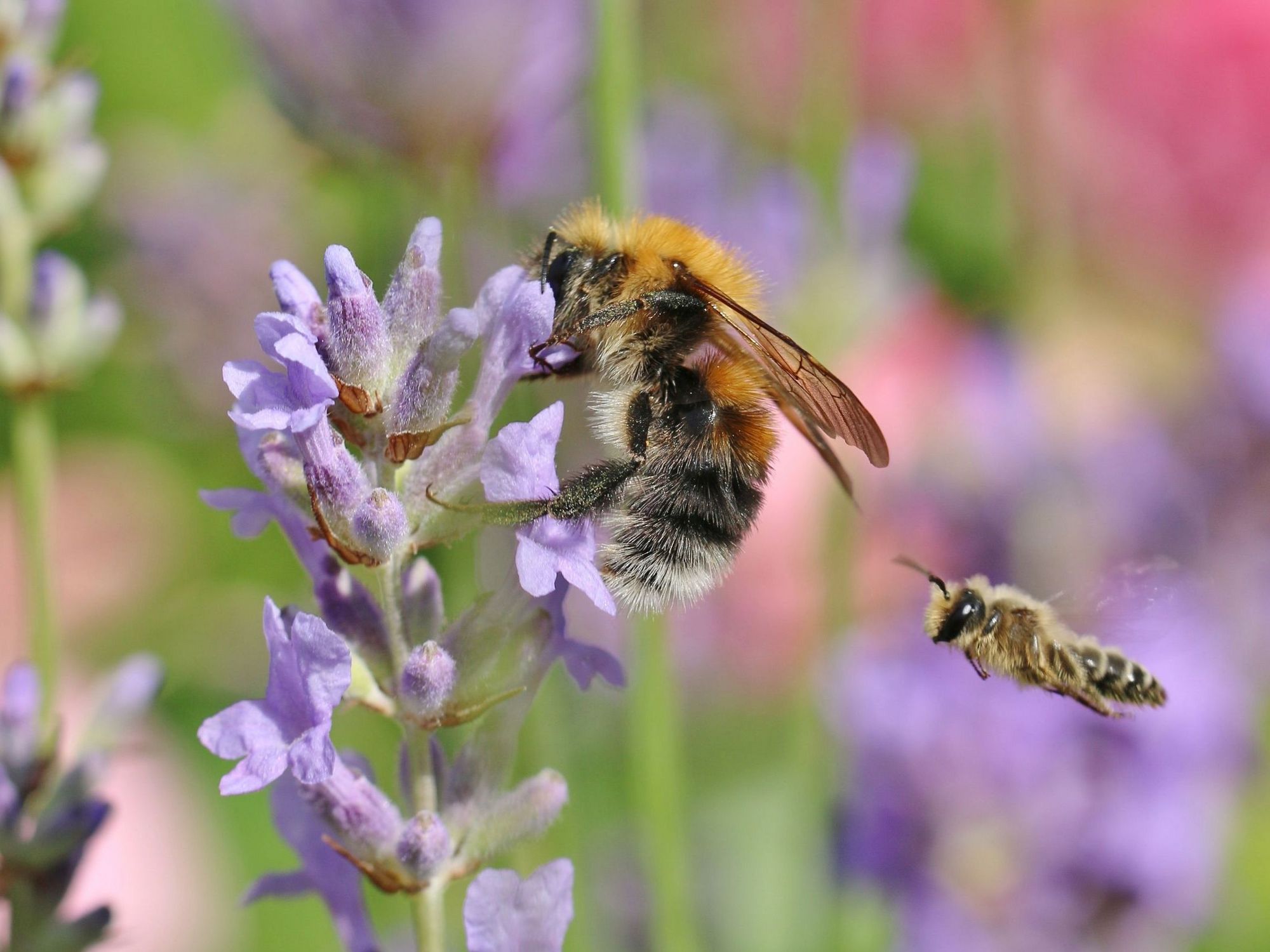 Eine Baumhummel an einer Blüte. Im Hintergrund fliegt eine andere Biene heran.