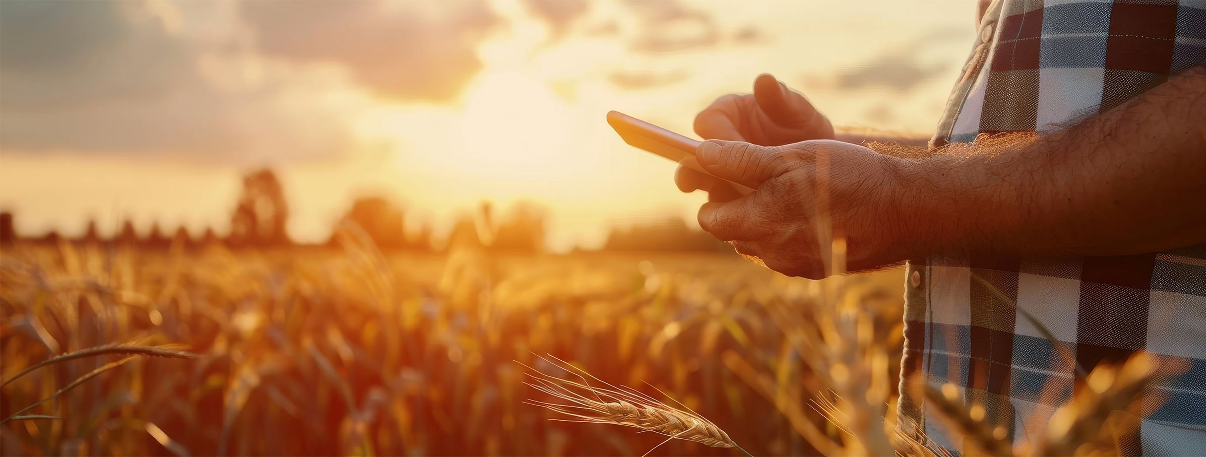Eine Person vor einem Weizenfeld, die ein Mobiltelefon in der Hand hält