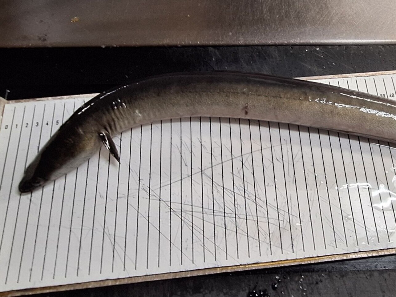 Ein ausgewachsener Aal auf einem Messbrett.