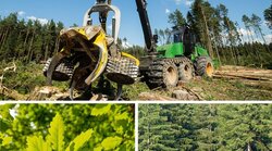 FESIM-Projekt (Forest Economic Simulation Model)