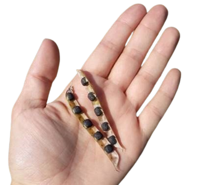 Eine Hand mit ein Schote Saatwicken der Sorte Slovena