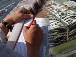 Volkszählung bei pelagischen Fischen in Nordsee und Nordatlantik