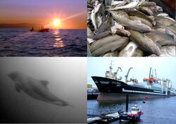 Maximising yield of fisheries while balancing ecosystem, economical and social concerns (MYFISH)