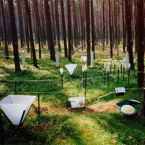Deposition and litterfall collector in a pine stand.