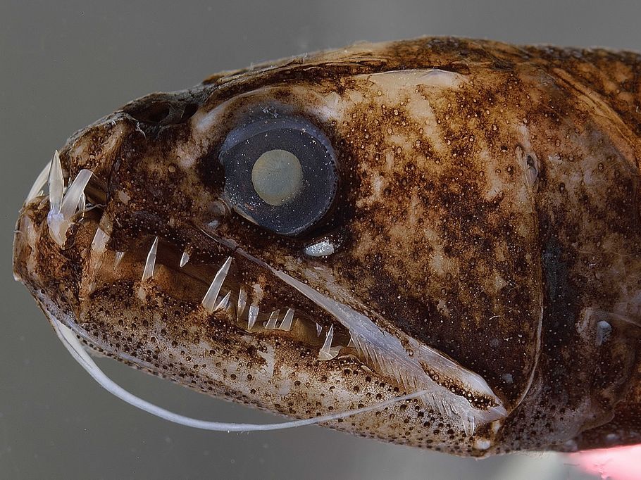 gefleckte Fischkopf mit auffälligen, stachelartigen Zähnen, welche teilweise aus dem Maul herausragen