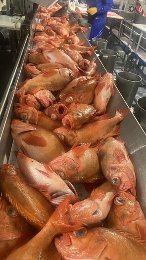Arbeit an Bord Ein neuer Fang von Rotbarschen auf dem Fließband, mit dem gearbeitet werden kann.
